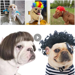 Pet Wigs