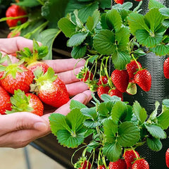 Planting Bag Hanging