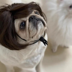 Pet Wigs